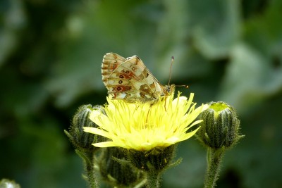 Balkan Fritillary unds (2).jpg