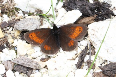 Mnestra's Ringlet 11.JPG