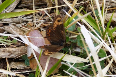 Spring Ringlet 4.JPG