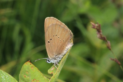 Dusky Large Blue 3.JPG