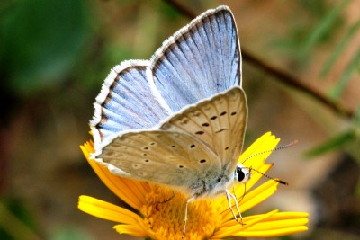 Meleager's Blue male.jpg