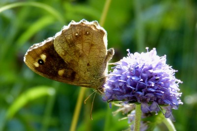 Speckled Wood ab unds.JPG
