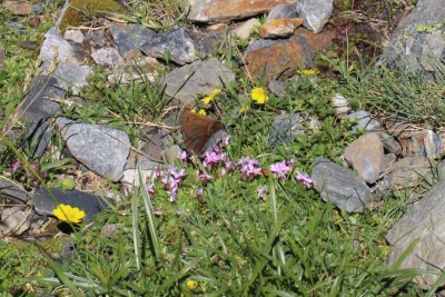 False Dewy Ringlet 5.JPG