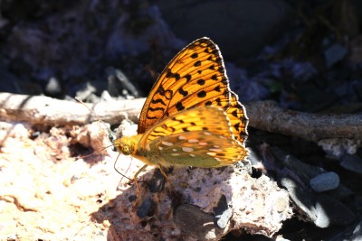 Dark Green Fritillary.JPG