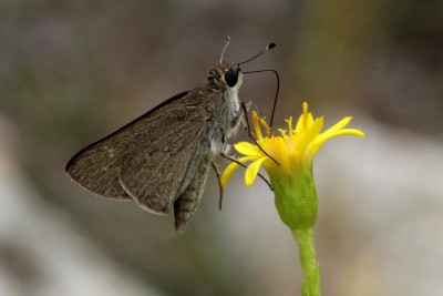 Pygmy Skipper 2 (3).JPG