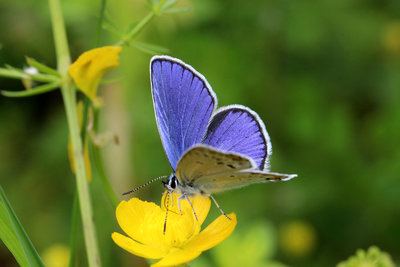 Reverdin's Blue male.JPG