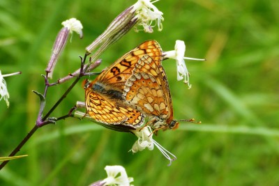 Marsh Fritillary mating pair.JPG