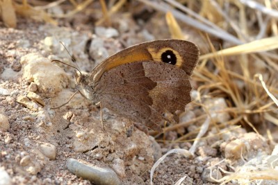 Cyprus Meadow Brown female.JPG
