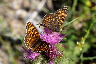 Knapweed Fritillaries.JPG