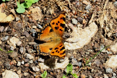 Large Tortoiseshell 2.JPG