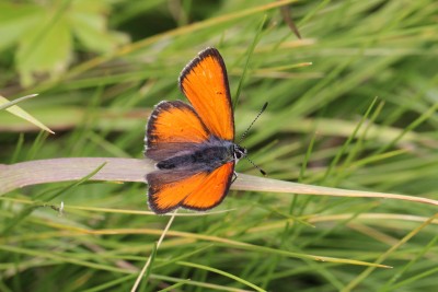 Purple-edged Copper.JPG