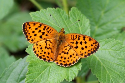 Marbled Fritillary.JPG