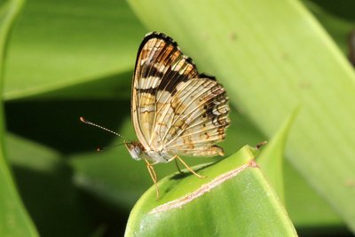 Pale-banded Crescent, Phyciodes tulcis unds.JPG