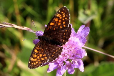 False Heath Fritillary (2).JPG