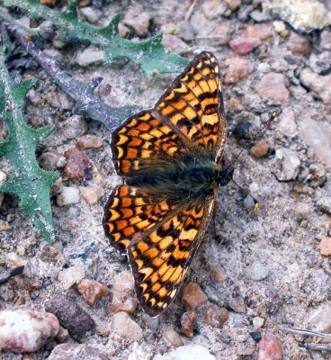 knapweed fritillary 2.jpg