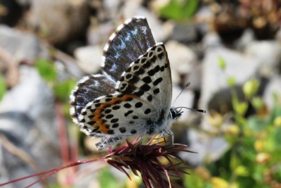 Chequered Blue.JPG