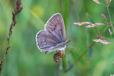 Scarce Large Blue 3.JPG