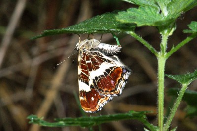 map butterfly egg-laying.jpg