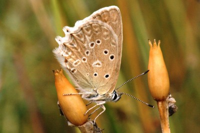 Meleager's Blue female f.steeveni unds.jpg