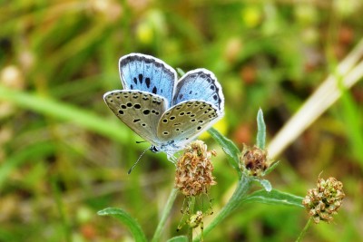 Large Blue.JPG