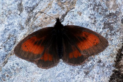 false mnestra ringlet ups.jpg