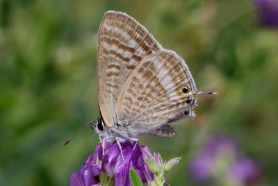 Long-tailed Blue unds.JPG