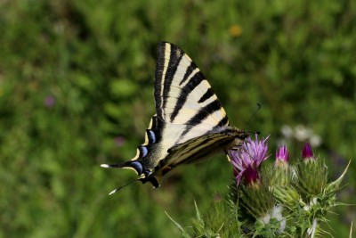 Iberian Scarce Swallowtail.JPG