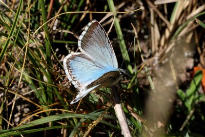 Azure Chalkhill Blue male.JPG