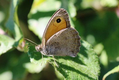 Dusky Meadow Brown.JPG