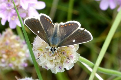 Northern Brown Argus ssp.artaxerxes5.JPG