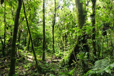 rainforest 3.JPG