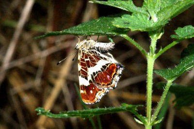 map butterfly egg-laying 2.jpg