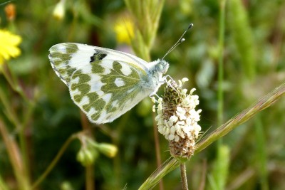 Eastern Bath White.JPG