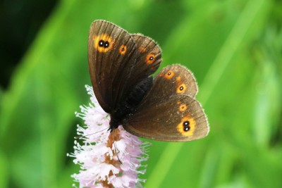 Woodland Ringlet 4.JPG