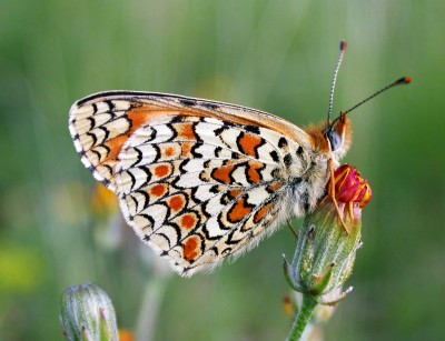 knapweed fritillary unds.jpg