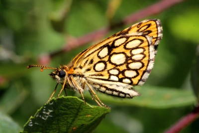 Large Chequered Skipper underside.JPG