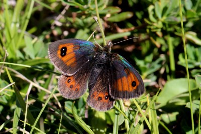 Pyrenees Brassy Ringlet 3.JPG