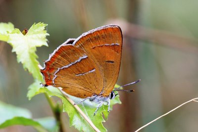 Brown Hairstreak 200818.JPG