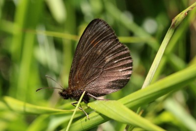 Yellow-spotted Ringlet female unds 2.JPG