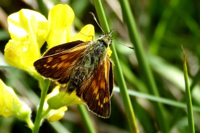 Large Skipper female.JPG