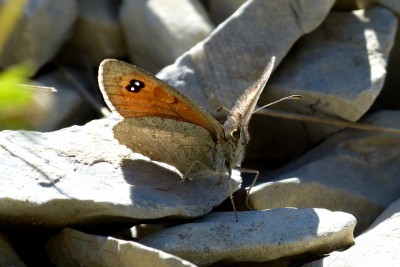 Western Brassy Ringlet 4.JPG