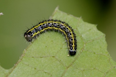 Pieris cheiranthi larva.JPG