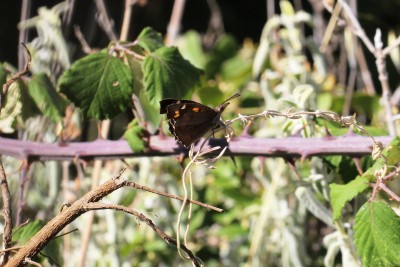 Nettle-tree Butterfly.JPG