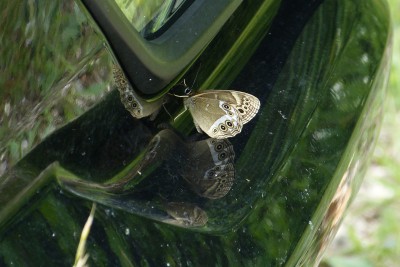 Woodland Brown on bumper.JPG