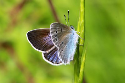 Green-underside Blue female.JPG