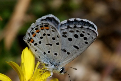 Eastern Baton Blue.jpg