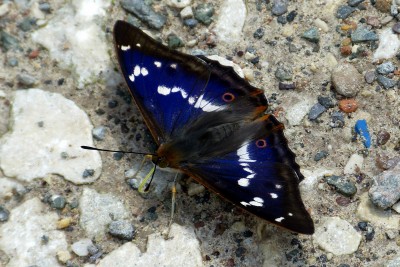 Purple Emperor.JPG