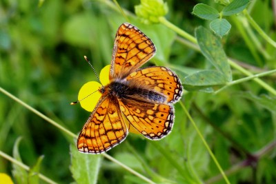 Marsh Fritillary (3).JPG