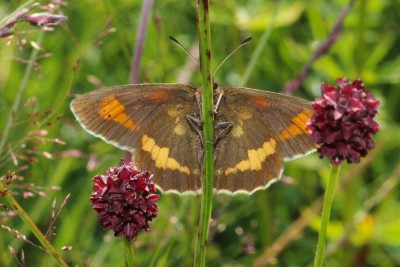 Yellow-spotted Ringlet 5.JPG