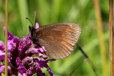 Yellow-spotted Ringlet female unds.JPG